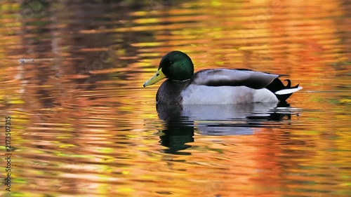Male mallard duck swimming in autumn pond with golden reflections, slow motion