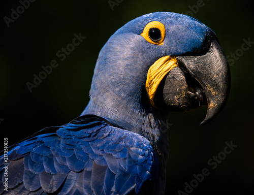 Canvas Print hyacinth ara portrait  in pantanal brasil,  blue macaw birds