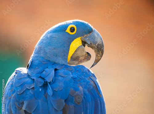 Canvas Print hyacinth ara portrait  in pantanal brasil,  blue macaw birds