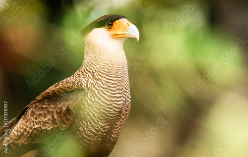 Fotografie crested caracara portrait