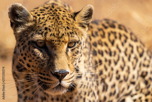 Photography Close-Up Portrait of a Leopard Resting in Dry Grass