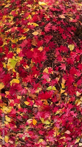 Vibrant red japanese maple leaves on branches in autumn park vertical video