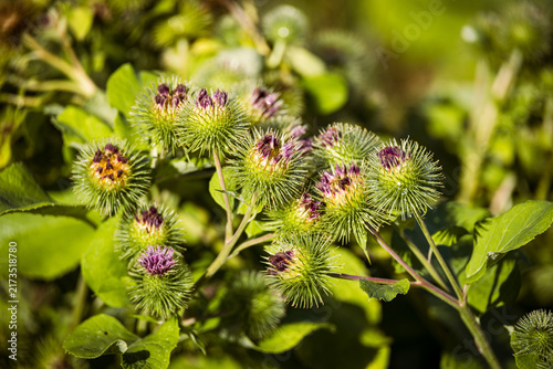 Cuadro en lienzo lose-up of burdock plant with immature flower heads growing naturally among green vegetation, illustrating wild plants, biodiversity and the beauty of the natural environment