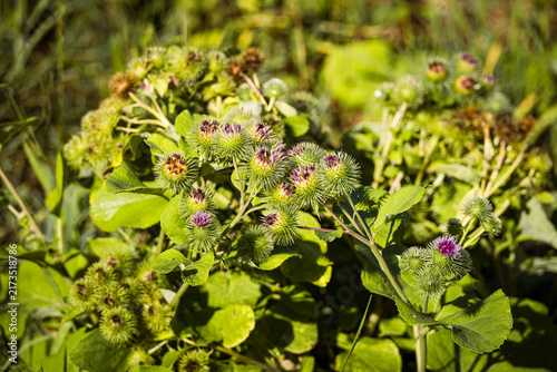 Konstfotografi lose-up of burdock plant with immature flower heads growing naturally among green vegetation, illustrating wild plants, biodiversity and the beauty of the natural environment
