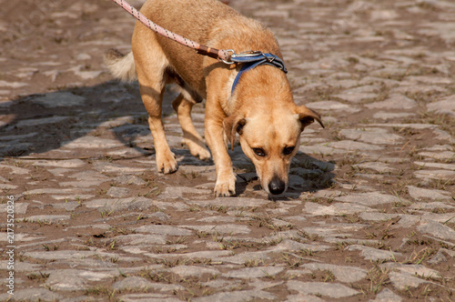 Dog on a leash walks on the street in the summer. Walk with a pet.