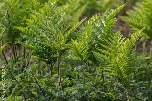 Fern leaves in the garden, close-up, selective focus