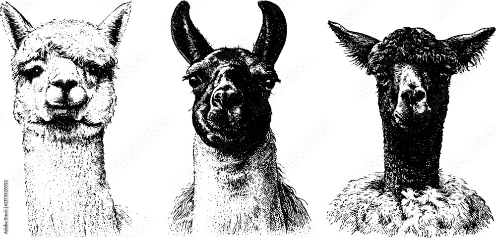 Naklejka premium Alpaca black white portrait engravings set of three isolated head tracings for poster background design and textile pattern