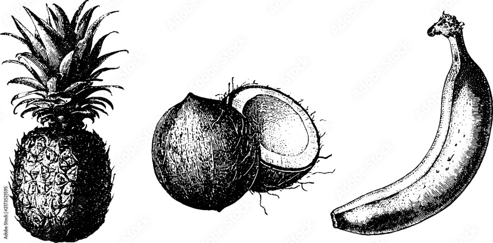 Naklejka premium Set of three black and white fruit engravings pineapple coconut and banana isolated for vintage label packaging and background design