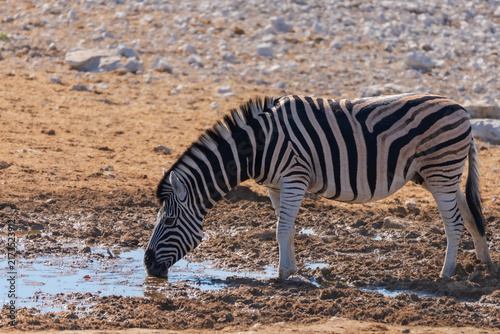 Photography Plains Zebra Drinking at an African Waterhole