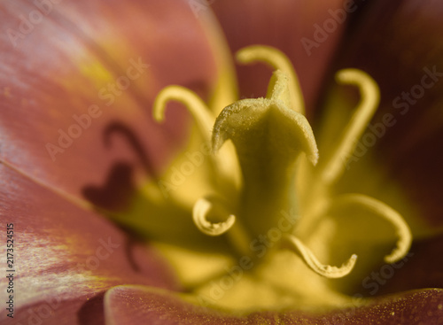 Extreme macro detail of a tulip flower showing the pistil and curved stamens surrounded by warm red petals, with shallow depth of field and soft botanical colors.