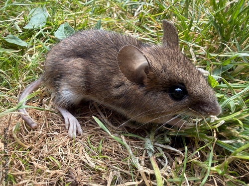 A close-up wild field mouse
