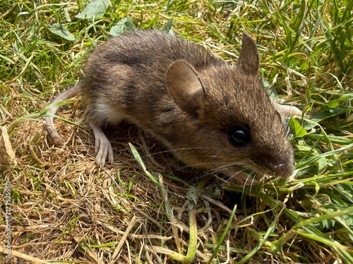 A close-up wild field mouse