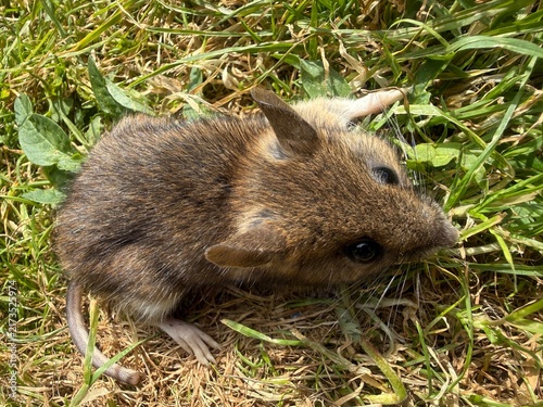 A close-up wild field mouse