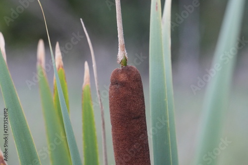 Fotografie Brown cattail flower spike growing among green wetland leaves