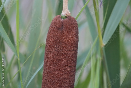 Картината върху платно Close up texture of a brown cattail flower spike in a wetland