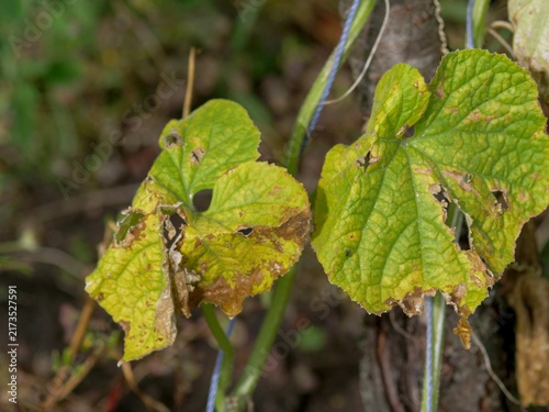 Konstfotografi Diseased cucumber leaves showing brown spots and yellowing on a garden vine