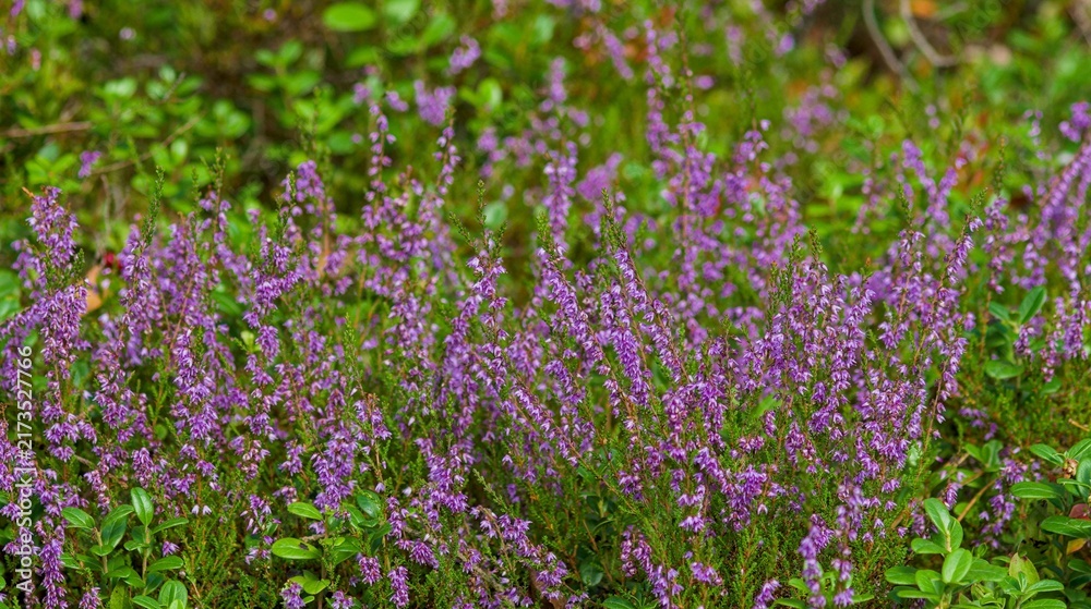 Fototapeta premium Purple heather flowers blooming abundantly among green foliage on a wild forest floor