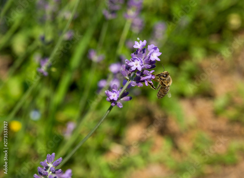 Close-up of a honey bee pollinating a blooming purple lavender flower
