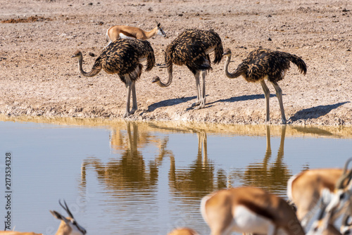 Canvas Print Group of Ostriches Reflected in a Calm Waterhole