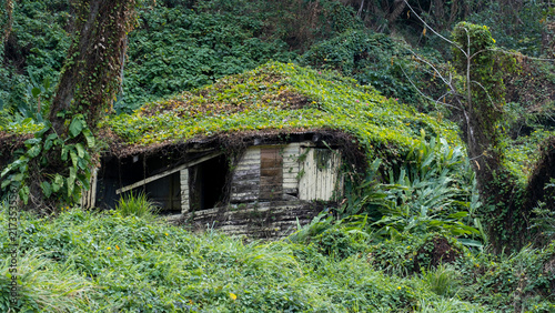Old derelict wooden house abandoned and consumed by nature in Levuka town on Ovalau Island in Fiji, South Pacific
