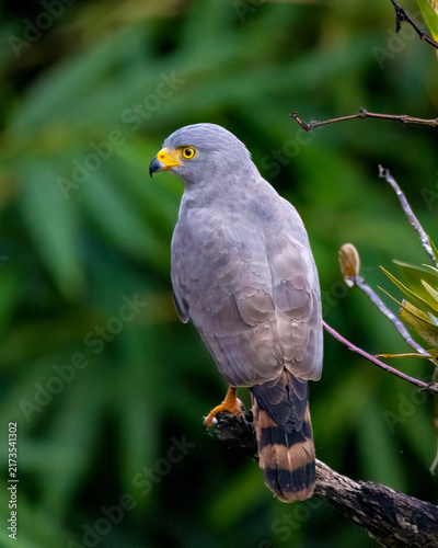 Photography Hawk