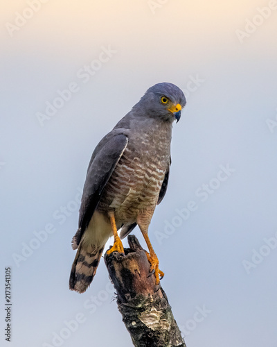 Canvas Print Hawk