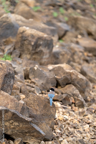 Quadro su tela Iberian Magpie (Cyanopica cooki) photographed in Spain