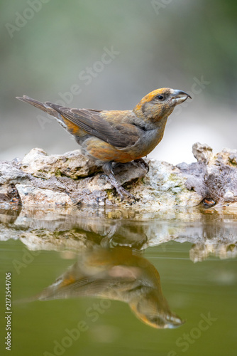 Bild auf Leinwand Common Crossbill (Loxia curvirostra) photographed in Spain