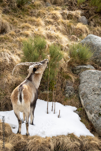 Fotografie Iberian ibex (Capra pyrenaica) photographed in Spain