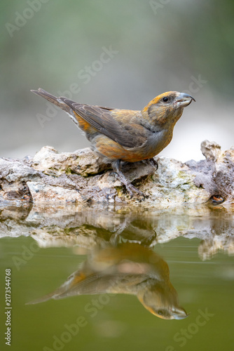 Cuadro en lienzo Common Crossbill (Loxia curvirostra) photographed in Spain