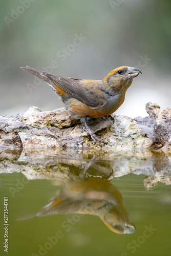 Foto Common Crossbill (Loxia curvirostra) photographed in Spain