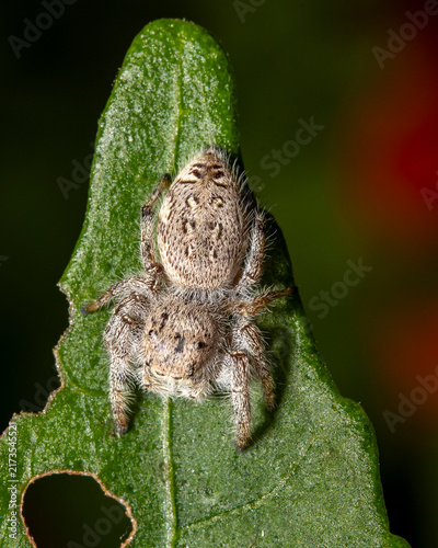 Bild auf Leinwand Jumping spider