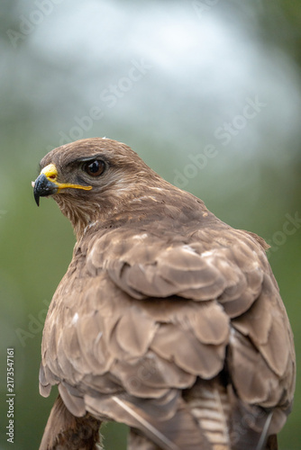 Fotografía Common buzzard (Buteo buteo) photographed in Spain