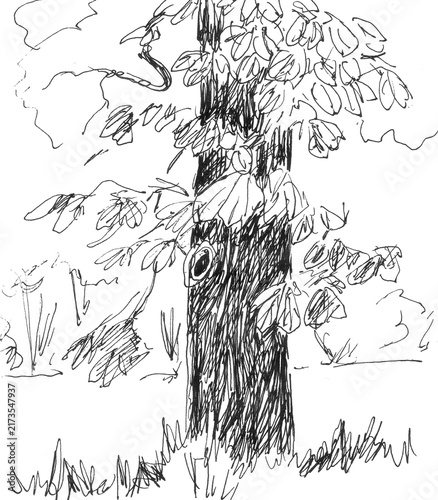 tree chestnut drawing in black ink on white background