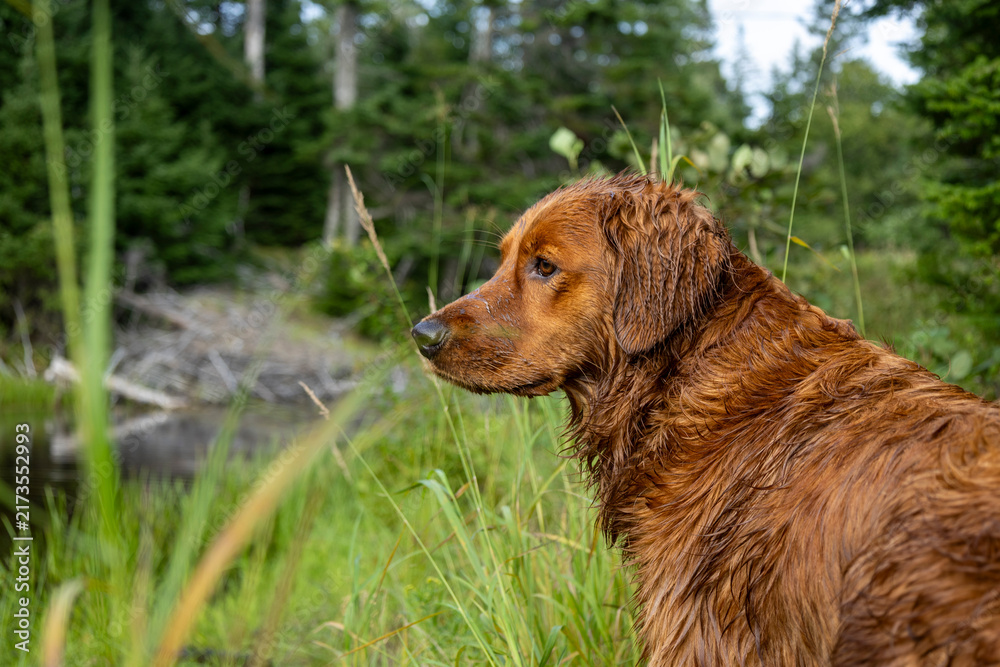 Obraz premium Wet red-coated Golden Retriever outdoors after swimming in a woodland pond