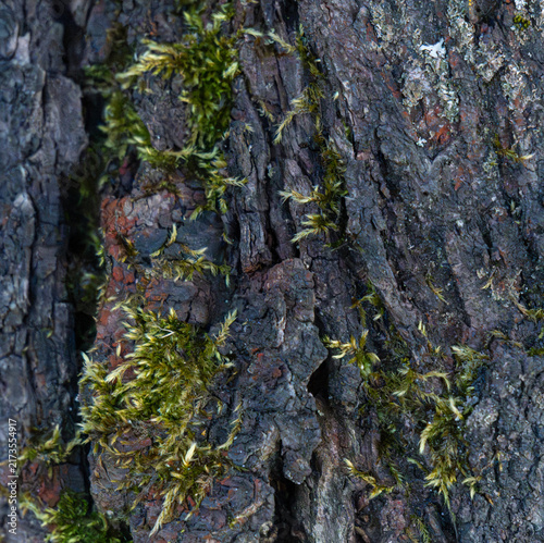 Dark Brown Tree Bark Green Moss Abstract Texture Wallpaper Background - Organic Nature Surface for Digital Art Graphic Design