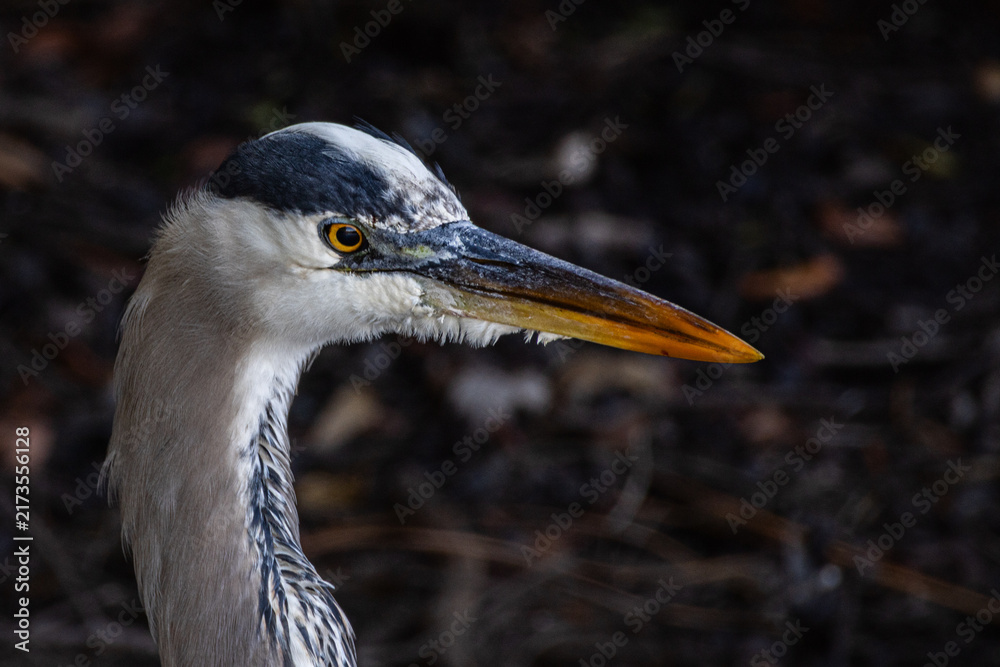 Obraz premium Great blue heron (Ardea herodias) head and bill profile portrait with orange eye, Florida