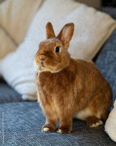 Fotografie Brown Satin dwarf rabbit standing alert on sofa and looking at camera