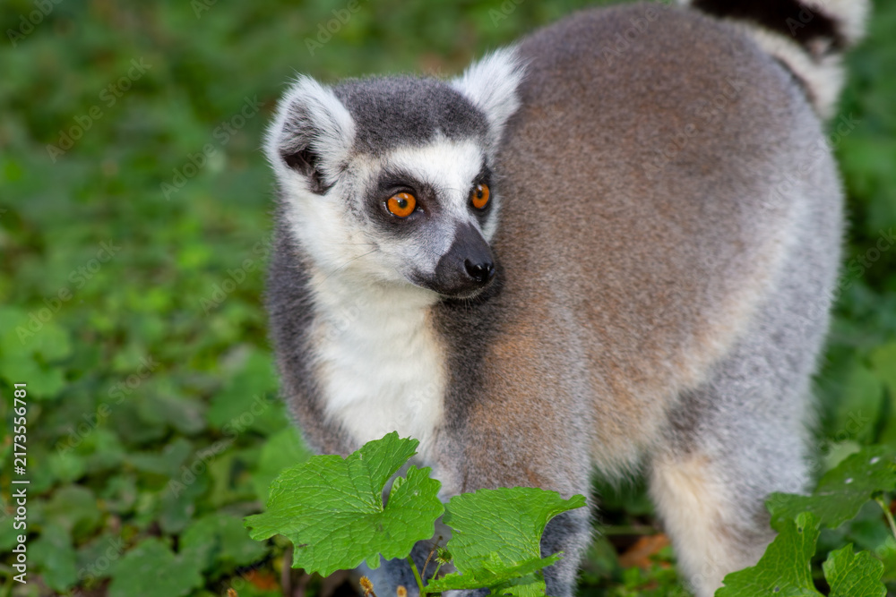 Obraz premium A ring-tailed lemur standing in lush green foliage