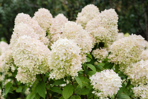 Blooming Hydrangea. White Hydrangea bushes. Hydrangea branches.