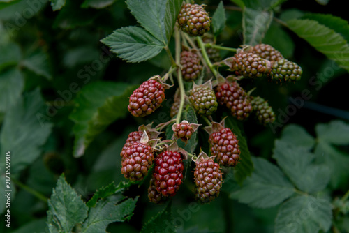 unripe blackberries and blossoms growing on wild blackberry bush