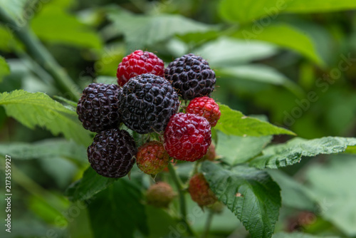 some ripe and unripe red blackberries in summer garden