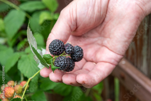 hand holding freshly picked ripe blackberries in summer garden