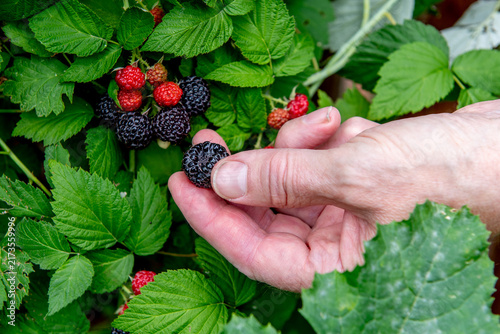 hand holding freshly picked ripe blackberries in summer garden