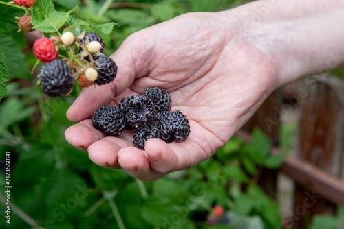 hand holding freshly picked ripe blackberries in summer garden