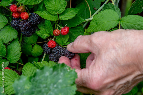hand holding freshly picked ripe blackberries in summer garden
