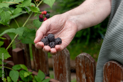 hand holding freshly picked ripe blackberries in summer garden