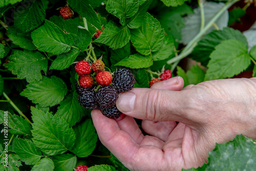 hand holding freshly picked ripe blackberries in summer garden