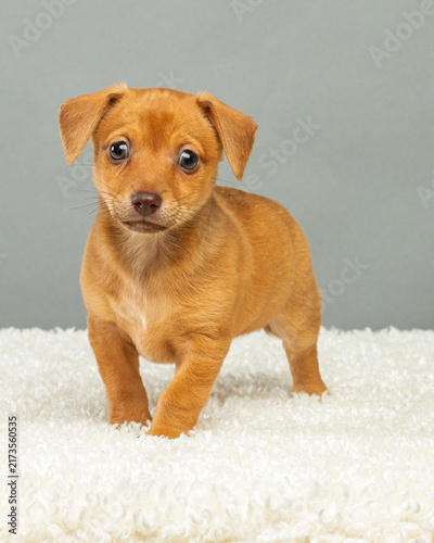 Foto Wide-Eyed Chihuahua Puppy Standing on Soft Sherpa Blanket