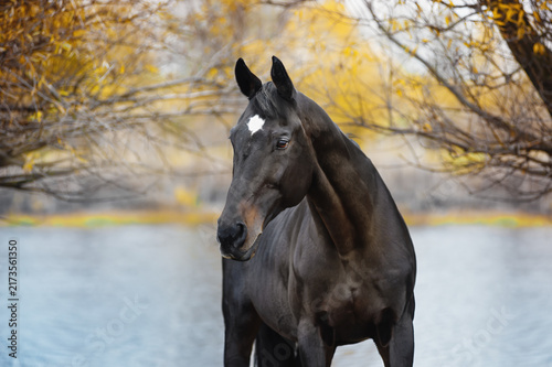 Majestic thoroughbred stallion look back stance outdoors with autumn foliage bokeh